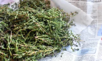 Полезни свойства на чая от мащерка и джинджифил