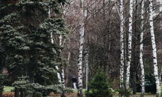 Пет деца са били нападнати и ухапани от домашно куче