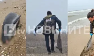 Девет делфина и над 300 средиземноморски буревестници са открити мъртви край Дуранкулак