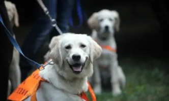 Очи на 4 лапи е единственото училище в България за