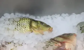 Според клип в социалните мрежи шаранът е купен от голяма