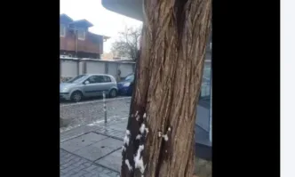 Според еколога Тома Белев някои от дърветата въобще ги няма