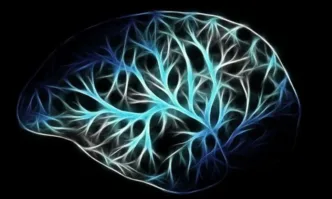 Части от човешка мозъчна тъкан са трансплантирани в мозъците на