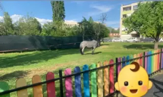 За проблем със свободното пуснати коне в кв Дружба сигнализира