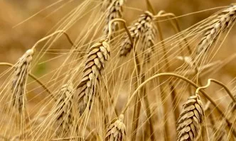 Цената на пшеницата в края на жътвата удря 350 лв. за тон