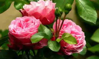 Подновиха патента на казанлъшкия Празник на розата