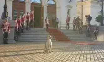 Кеворкян: Агонията на председателя - кучето пред парламента няма нужда от консенсус