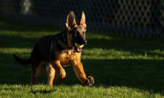 Президентът на САЩ Джо Байдън обяви че има кученце немска