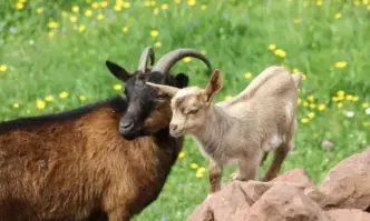 Състоянието на горите у нас не се е подобрило особено