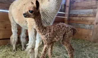 В зоопарка в Бургас се роди бебе алпака Животното алпака
