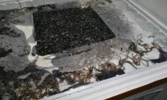 200 кг бебета-змиорки от застрашен вид задържаха на Летище София (ВИДЕО)