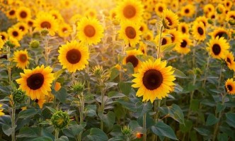 Днес ще бъде предимно слънчево като ще духа слаб вятър