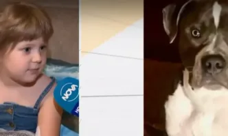 Домашен питбул нападна и рани тежко 4 годишно дете в столичния