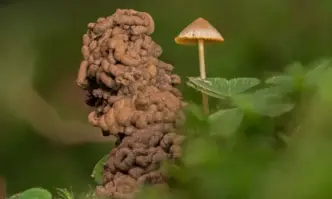 Учени откриха свидетелства за непозната група изчезнали хищни червеи живели