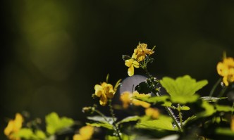 Днес ни очаква топло време подходящо за разходки съобщава БГНЕС Преобладаващите