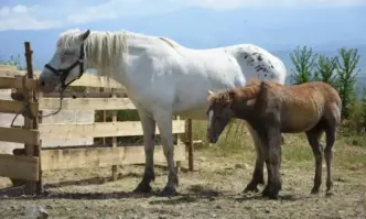 Различни по вид атрактивни животни предизвикаха интереса на стотици жители