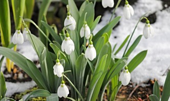 Кокичето днес се включва в много препарати за лечение Помага