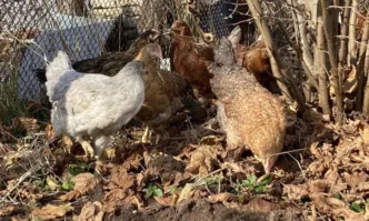 Софиянци масово купуват кокошки носачки за яйца Целта на търсенето