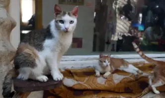 Нов пакет от промени в Наказателния кодекс на Хърватия по