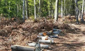 Прокуратурата се захваща със сеч във вековна дъбова гора край Котел