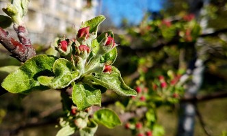 Днес в 17 33 часа настъпва астрономическата пролет Това е и
