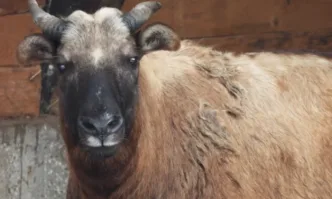 Да осиновим животно ни канят от софийската зоологическа градина Те