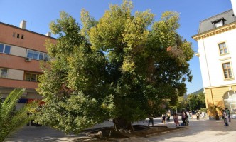 Неадекватен мъж се скри в ствола на Стария бряст в