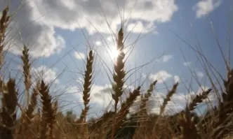 Зърнопроизводителите против отпадне забраната за внос от Украйна