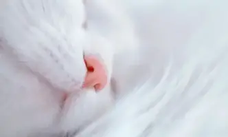 Рецидивист застреля котка в Пловдив съобщиха от полицията На 5 юни