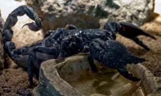 Отровният скорпион е новото оръжие срещу рака на мозъка