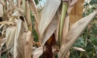 Големи загуби търпят зърнопрозводителите в Русенско заради изключително слабата реколта