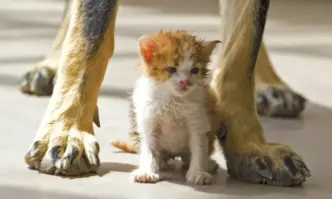 Международният ден на бездомните животни се отбелязва днес Денят се