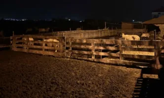 Огнище на шарка по дребните преживни животни е регистрирано в