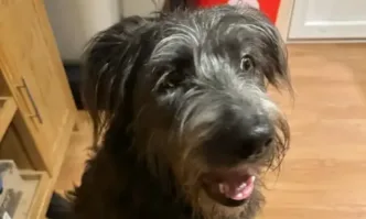 Куче изоставено от стопанина си и завързано за пейка в