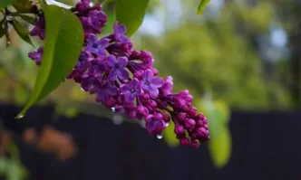 Призори в последния ден на Светлата седмица отново в някои