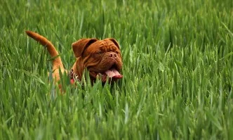 Депутатите обсъждат вдигане на глобите за свободно разхождане на агресивни кучета