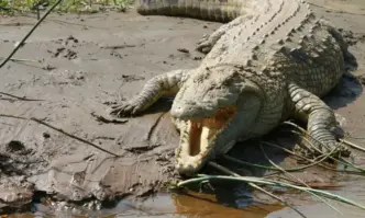 Куриоз: Говедар ухапа нападналия го крокодил и спаси живота си