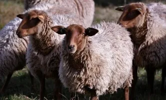 Фонд Земеделие ще подпомогне пострадала при пожар овцеферма в село Исперихово