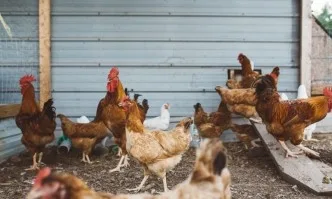 ЕС забранява вноса на птиче месо от Украйна