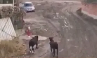 Два бика тероризират жители на столичния Лозенец