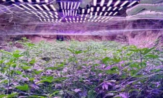 Откриха нарко оранжерия в минна галерия край Кюстендил