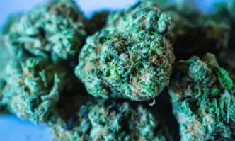Полицейски служители разкриха домашна оранжерия за отглеждане на марихуана при