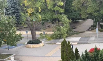Мъж е в болница, след удар от клон в Сливен, поривите на вятъра са над 70 км/ч