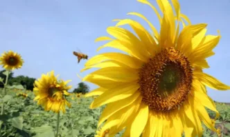 Във връзка с въведените временни мерки за ограничаване на вноса