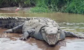 Крокодил разкъса футболист в Коста Рика