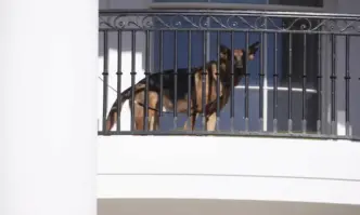 Кучето на Байдън ухапало 10 агенти на Сикрет сървис за 4 месеца