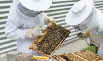 Пет човека от Съюза на пчеларите са готови на стачни