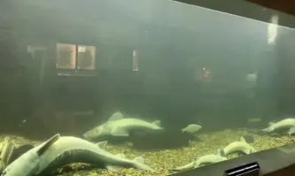 Снощната буря е блокирала системите за аерация Заради токов удар