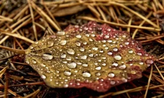 Днес минималните температури ще бъдат между 3° и 10° максималните