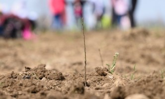 Доброволци от екипа на банката засадиха над 1000 дръвчета в